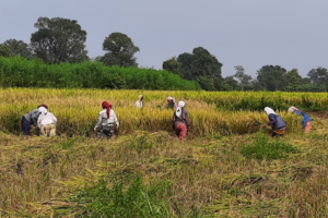 Agroforestry